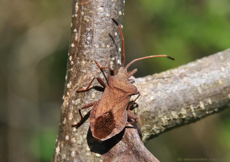 Coreidae: Coreus marginatus della Toscana (FI)